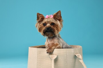 Cute Yorkshire Terrier dog in bag on light blue background