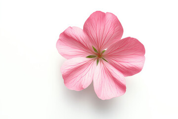 Ultra-Realistic UHD Photo of a Geranium Flower on White Background