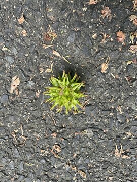 Green plant itch ball on street