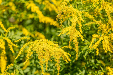 Field of Ambrosia or ragweed. Yellow wild flowering plant on ragweed bushes