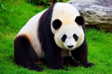 Obraz premium giant panda eating bamboo