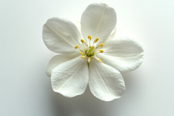 Ultra-Realistic UHD Photo of a Jasmine Flower on White Background