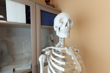 Human Anatomical Skeleton in the Biology and Natural Science Classroom