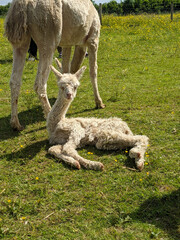 A very young white alpaca laying on the grass by it's mothers legs.