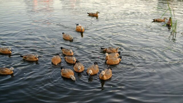 top view, red ducks eating bread. feeding birds. ruddy shelduck, in the city park. water, pond, nature in city. ducks flock