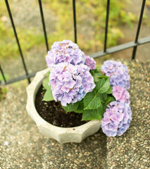 flowers in the garden