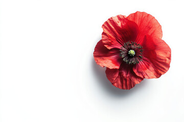 Ultra-Realistic UHD Photo of a Red Poppy Flower on White Background