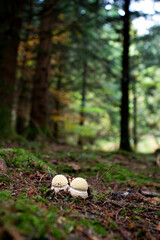 Champignon en foret