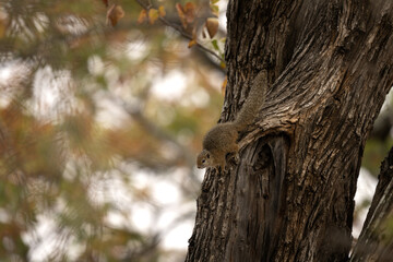 Smith bush squirrel is climbing on the tree. Squirrel is looking from the tree. Safari in Kruger national park. 