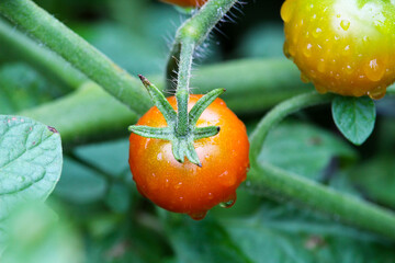 A close up of a ripe red cherry tomato attached to a green tomato plant and covered with water droplets.