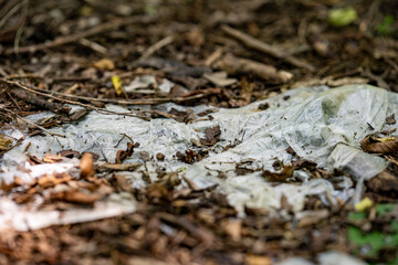 White plastic bag thrown in the forest.