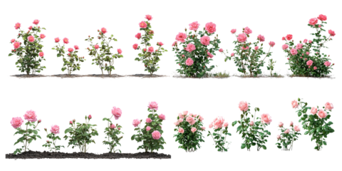 Pink rose bushes growing on ground in various size white background Variety Concept