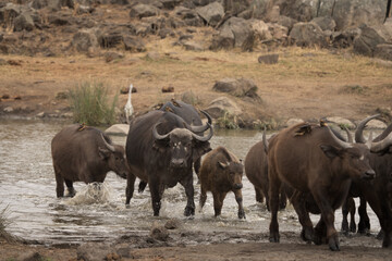 Obraz premium Cape buffalos near the water dam. Buffaloes during safari in Kruger national park. Typical animal for Africa plains.