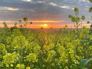 Naklejka premium Spring field 