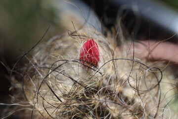 Neoporteria senile senilis kaktus Opuntia microdasys var. pallida f. cristata