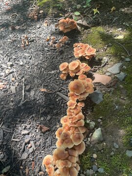 mushroom trail on a ground moss