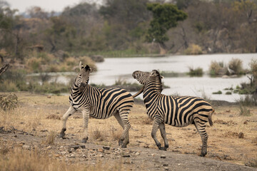 Plains zebras near the water dam. Zebras during safari in Kruger national park. Typical animal for Africa plains.