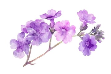 Hand-drawn Verbena Flower with Aroma Lamp on Colorful Botanical Background