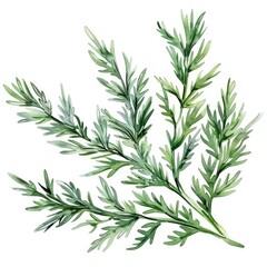 Fototapeta premium Hand-drawn Watercolor Illustration of Sagebrush Plant with Medicinal Properties