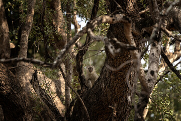 Vervet monkey is hiding on the tree. Vervet during safari in Kruger national park. Small grey monkey living in africa. Monkeys who often steal things on the parking sites.