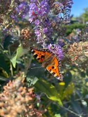 butterfly on flower