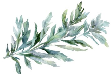 Obraz premium Hand-Painted Watercolor Illustration of Sagebrush Plant with Aromatic Essential Oil on Twig, Symbolizing Natural Herbal Therapy and HealthCare on White Background