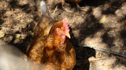 chicken on the ground