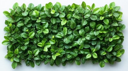 Lush Green Leaves Plant Wall Generative AI