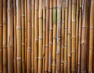 Fototapeta premium Bamboo Fence, Isolated- A natural bamboo fence, with tightly packed stalks standing vertica_1(6)