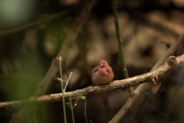 Jameson  firefinch is sitting on the branch in Kruger national park.  Safari in South Africa. Small red bird with green back. 