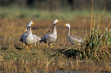 Oie à tête barrée,.Anser indicus, Bar headed Goose