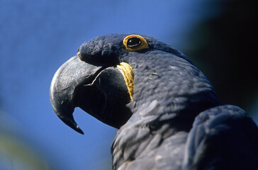 Ara hyacinthe,.Anodorhynchus hyacinthinus, Hyacinth Macaw © JAG IMAGES