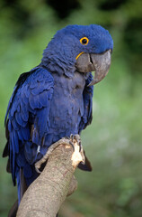 Ara hyacinthe,.Anodorhynchus hyacinthinus, Hyacinth Macaw © JAG IMAGES