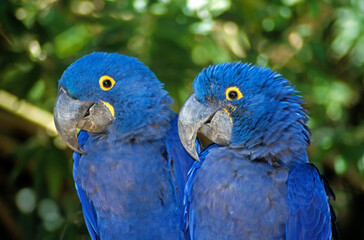 Ara hyacinthe,.Anodorhynchus hyacinthinus, Hyacinth Macaw