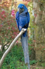 Ara hyacinthe,.Anodorhynchus hyacinthinus, Hyacinth Macaw