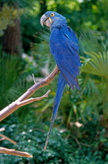 Ara hyacinthe,.Anodorhynchus hyacinthinus, Hyacinth Macaw © JAG IMAGES