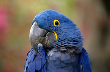 Ara hyacinthe,.Anodorhynchus hyacinthinus, Hyacinth Macaw