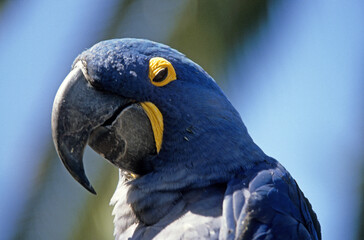 Ara hyacinthe,.Anodorhynchus hyacinthinus, Hyacinth Macaw © JAG IMAGES