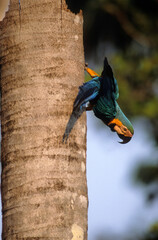 Ara bleu, nid,.Ara ararauna, Blue and yellow Macaw, Amazonie, Tambopata, Perou © JAG IMAGES