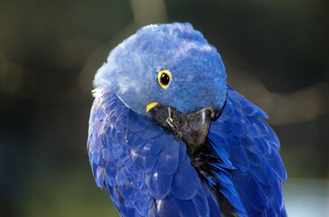 Ara hyacinthe,.Anodorhynchus hyacinthinus, Hyacinth Macaw © JAG IMAGES