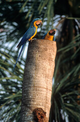 Ara bleu, nid,.Ara ararauna, Blue and yellow Macaw, Amazonie, Tambopata, Perou © JAG IMAGES