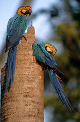 Ara bleu, nid,.Ara ararauna, Blue and yellow Macaw, Amazonie, Tambopata, Perou © JAG IMAGES