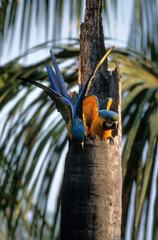Ara bleu, nid,.Ara ararauna, Blue and yellow Macaw, Amazonie, Tambopata, Perou © JAG IMAGES