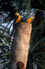 Ara bleu, nid,.Ara ararauna, Blue and yellow Macaw, Amazonie, Tambopata, Perou © JAG IMAGES