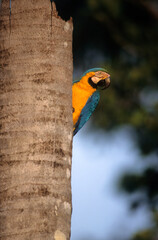 Ara bleu, nid,.Ara ararauna, Blue and yellow Macaw, Amazonie, Tambopata, Perou