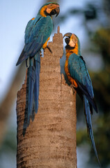 Ara bleu, nid,.Ara ararauna, Blue and yellow Macaw, Amazonie, Tambopata, Perou