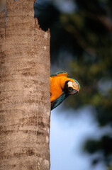 Ara bleu, nid,.Ara ararauna, Blue and yellow Macaw, Amazonie, Tambopata, Perou © JAG IMAGES
