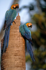 Ara bleu, nid,.Ara ararauna, Blue and yellow Macaw, Amazonie, Tambopata, Perou © JAG IMAGES