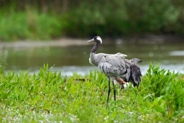 Obraz premium Grue cendrée,.Grus grus, Common Crane
