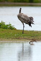 Fototapeta premium Grue cendrée,.Grus grus, Common Crane